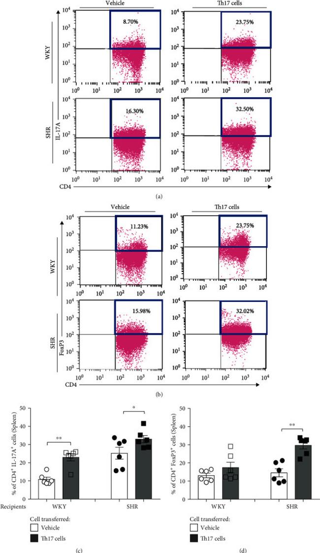 FOXP3 Antibody in Flow Cytometry (Flow)