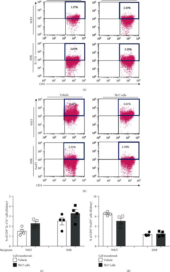 FOXP3 Antibody in Flow Cytometry (Flow)