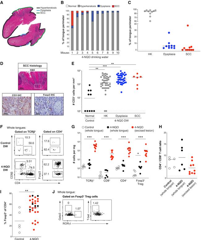 Gata-3 Antibody in Flow Cytometry (Flow)