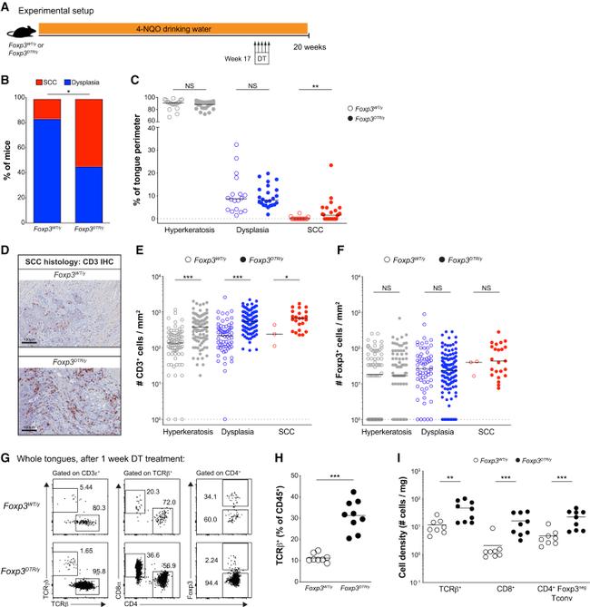 FOXP3 Antibody in Immunohistochemistry (IHC)