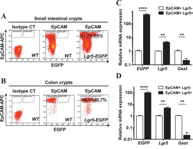 CD326 (EpCAM) Antibody in Flow Cytometry (Flow)