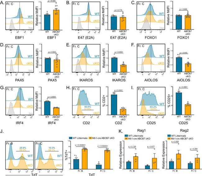 TdT Antibody in Flow Cytometry (Flow)