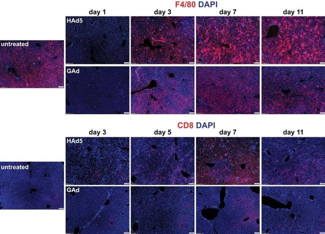 F4/80 Antibody in Immunohistochemistry (IHC)