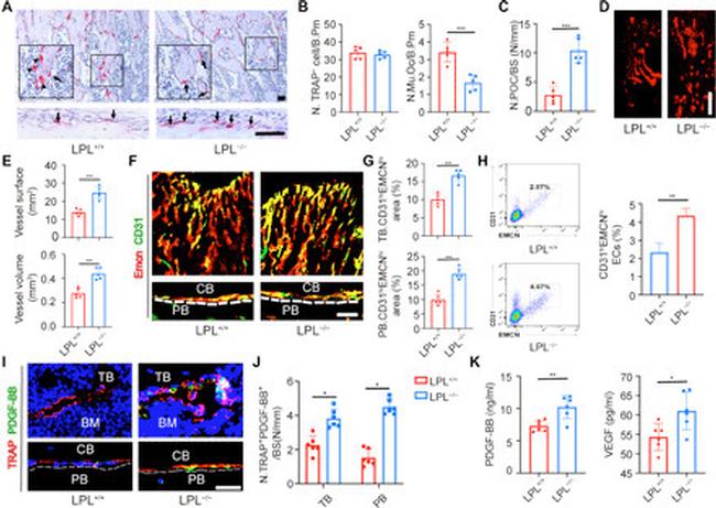 Endomucin Antibody in Flow Cytometry (Flow)