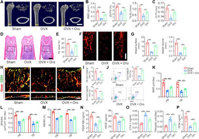 Endomucin Antibody in Flow Cytometry (Flow)