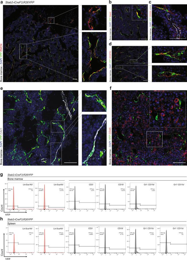 Ly-6A/E (Sca-1) Antibody in Flow Cytometry (Flow)