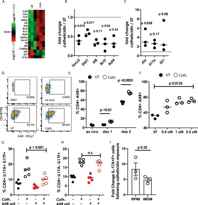 AHR Antibody in Flow Cytometry (Flow)