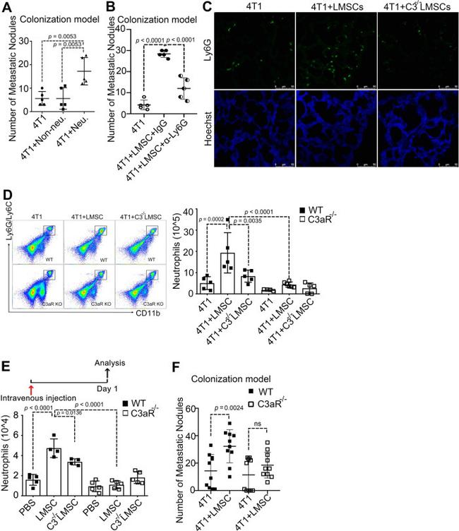 Ly-6G/Ly-6C Antibody in Flow Cytometry (Flow)