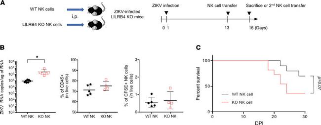 NK1.1 Antibody in Flow Cytometry (Flow)