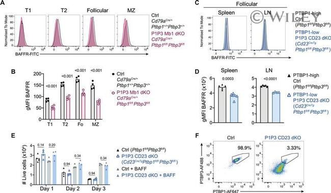 CD268 (BAFF Receptor) Antibody in Flow Cytometry (Flow)