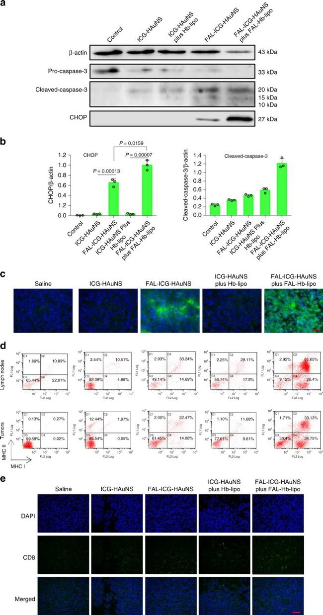 MHC Class I (H-2Kd) Antibody in Flow Cytometry (Flow)