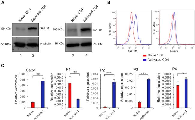 Nur77 Antibody in Flow Cytometry (Flow)