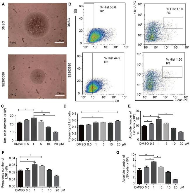 Ly-6A/E (Sca-1) Antibody in Flow Cytometry (Flow)