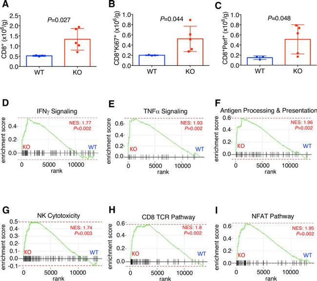 Perforin Antibody in Flow Cytometry (Flow)