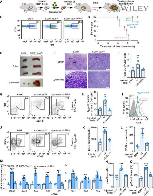 CD279 (PD-1) Antibody in Flow Cytometry (Flow)