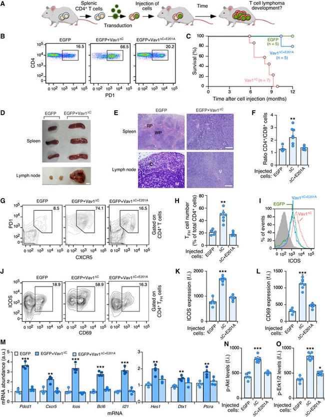 CD278 (ICOS) Antibody in Flow Cytometry (Flow)