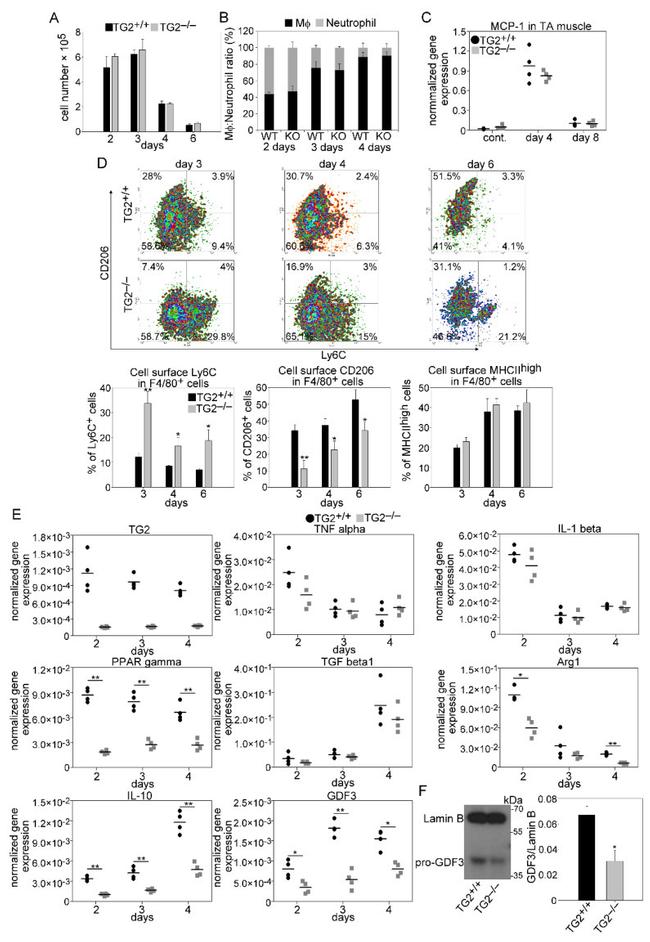 F4/80 Antibody in Flow Cytometry (Flow)