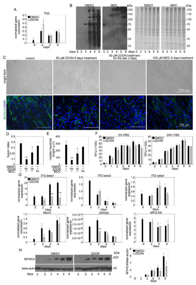 Myosin 4 Antibody in Western Blot (WB)