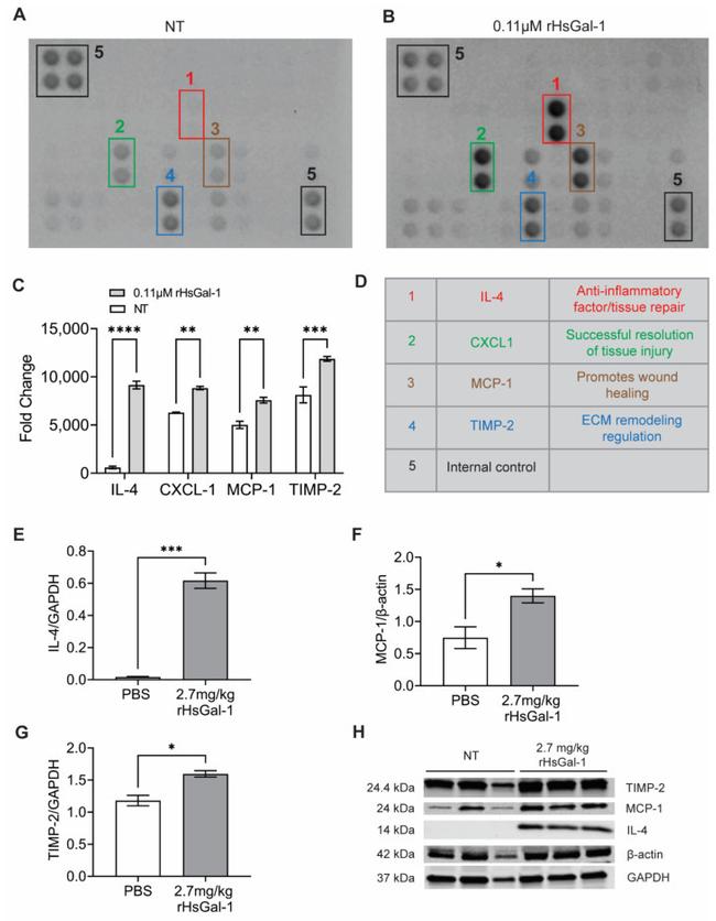 IL-4 Antibody in Western Blot (WB)