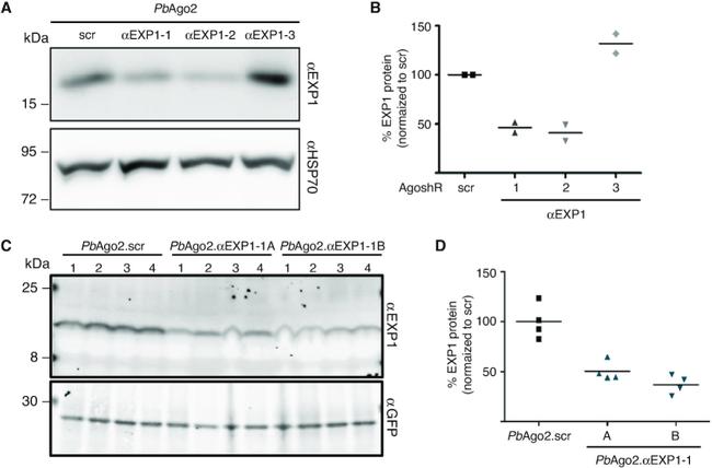 GFP Antibody in Western Blot (WB)