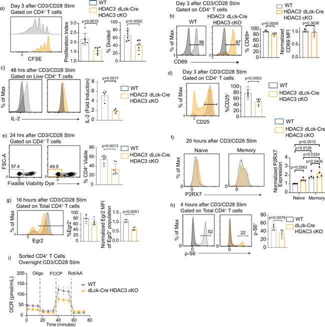 EGR2 Antibody in Flow Cytometry (Flow)