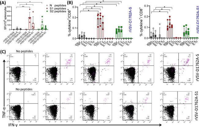 IL-2 Antibody in Flow Cytometry (Flow)