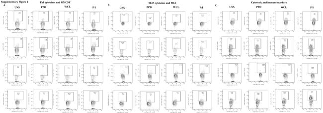 Granulysin Antibody in Flow Cytometry (Flow)