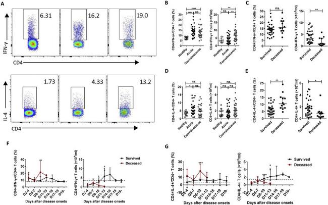 IFN gamma Antibody in Flow Cytometry (Flow)