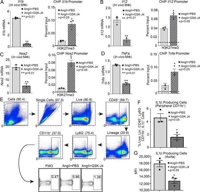 IL-1 beta (Pro-form) Antibody in Flow Cytometry (Flow)