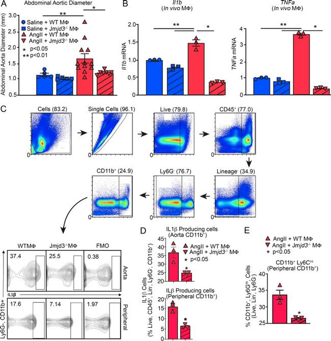 IL-1 beta (Pro-form) Antibody in Flow Cytometry (Flow)