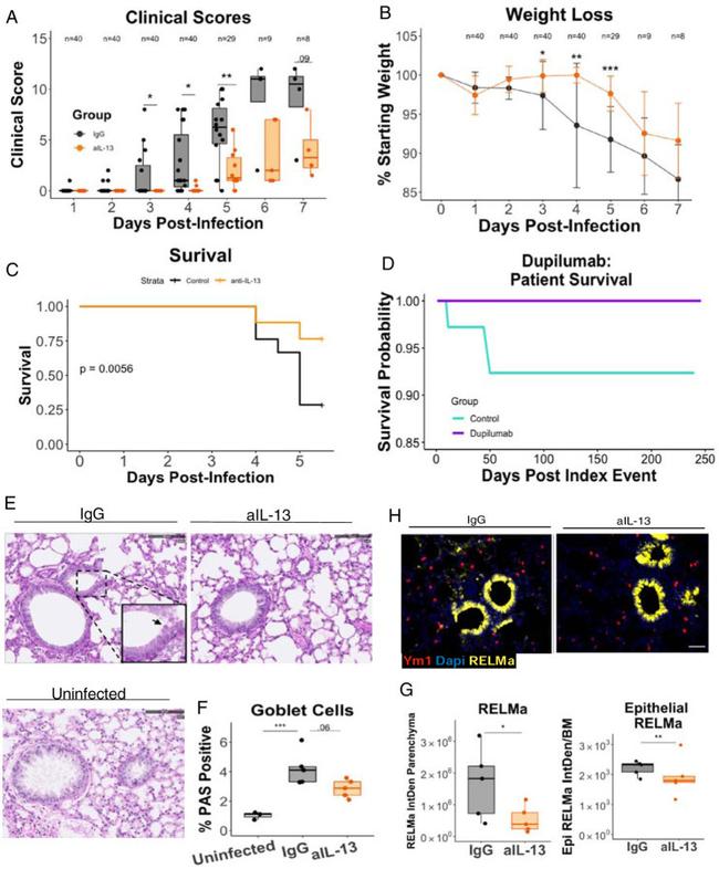 IL-13 Antibody in Neutralization (Neu)