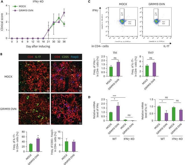 IL-17A Antibody in Immunohistochemistry, Flow Cytometry (IHC, Flow)