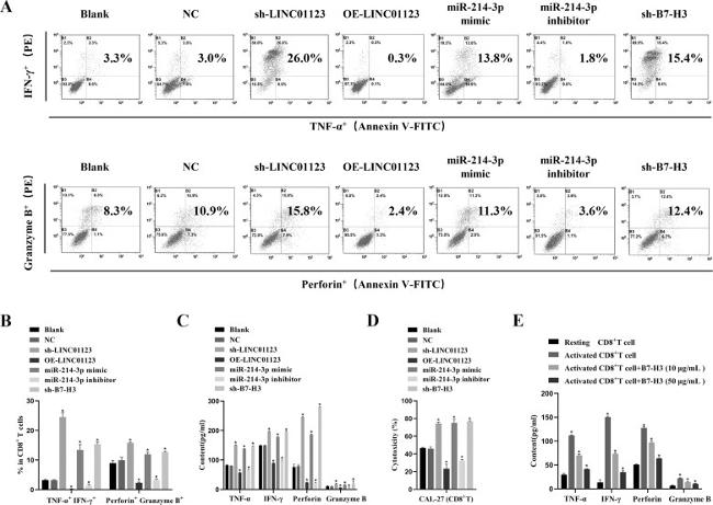 IFN gamma Antibody in Flow Cytometry (Flow)