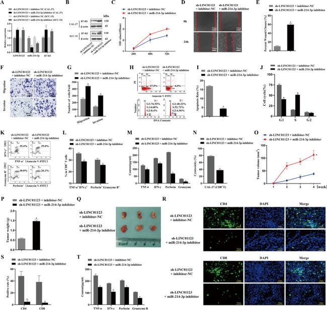 TNF alpha Antibody in Flow Cytometry (Flow)