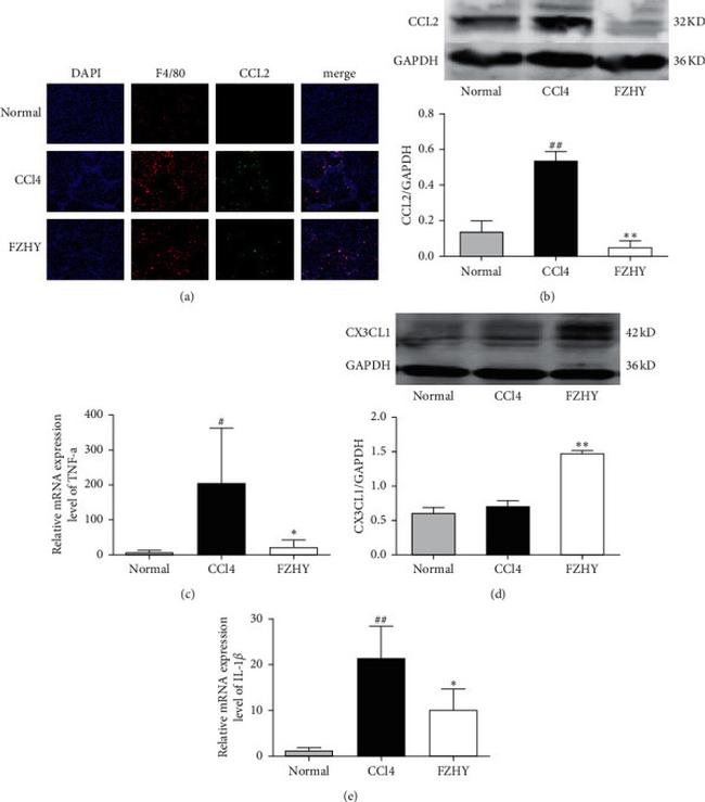 CX3CL1 (Fractalkine) Antibody in Western Blot (WB)