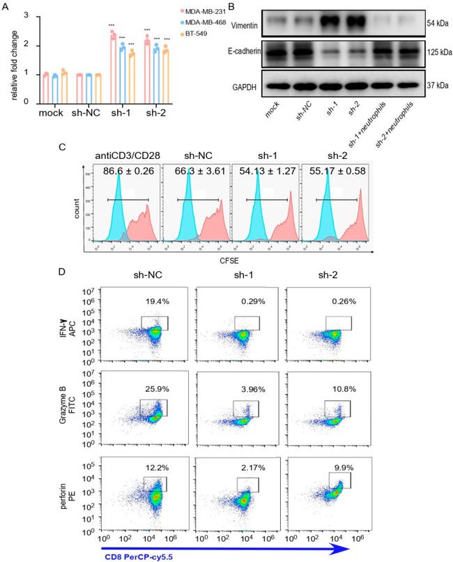 Perforin Antibody in Flow Cytometry (Flow)