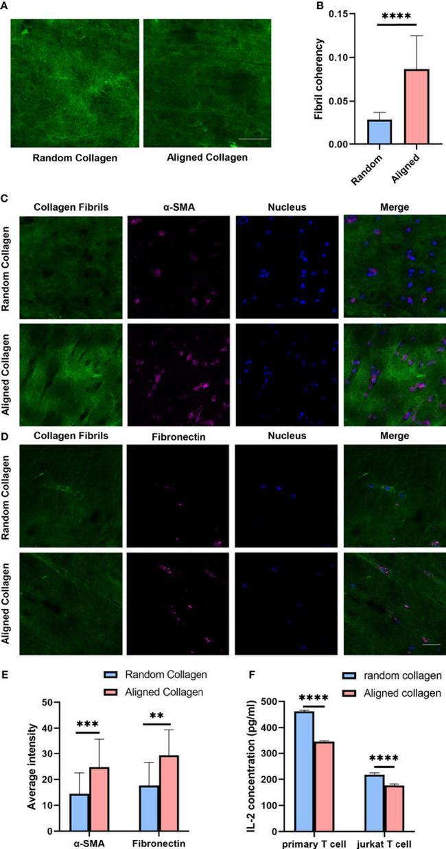 Fibronectin Antibody in Immunocytochemistry (ICC/IF)