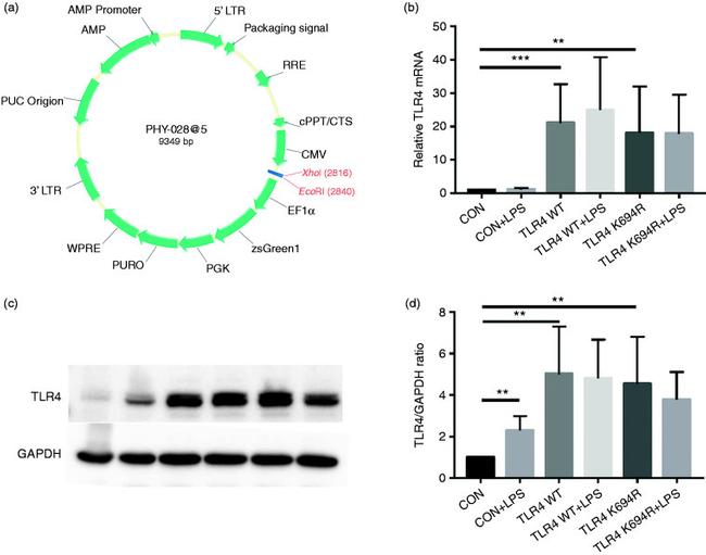 CD284 (TLR4) Antibody in Western Blot (WB)