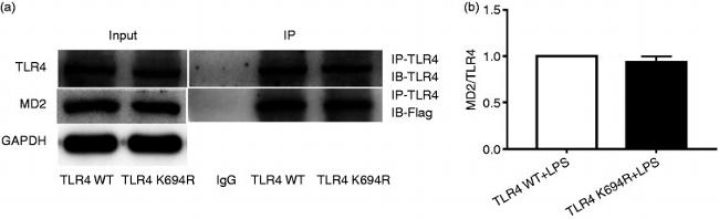 CD284 (TLR4) Antibody in Western Blot (WB)