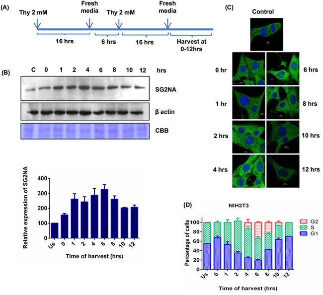 STRN3 Antibody in Western Blot (WB)