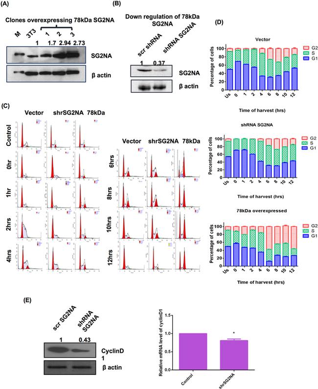 STRN3 Antibody in Western Blot (WB)