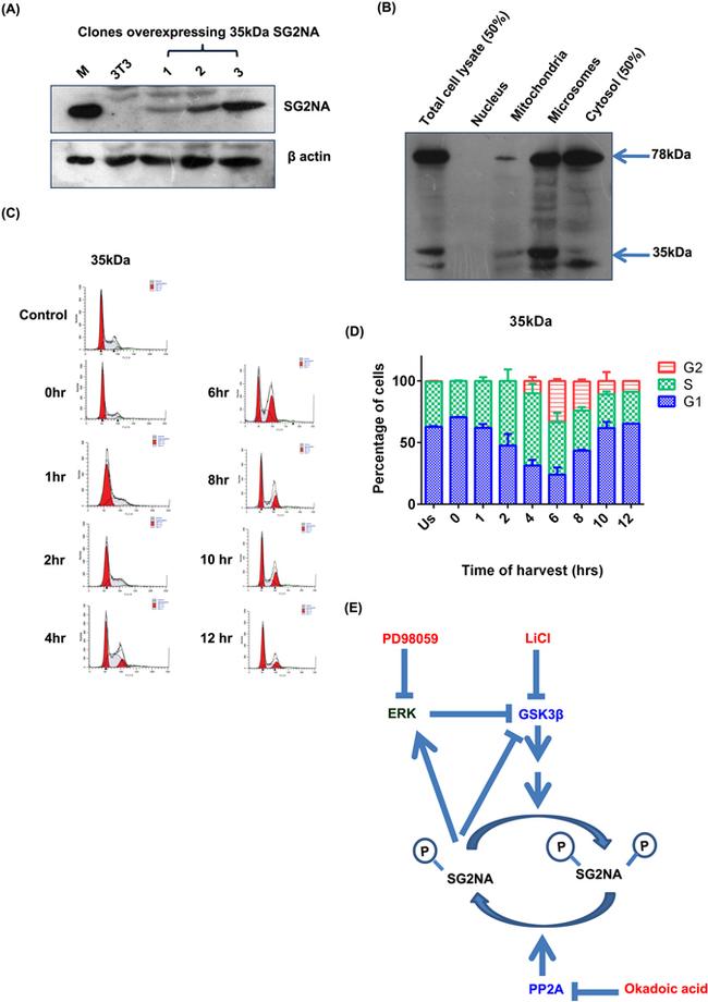 STRN3 Antibody in Western Blot (WB)