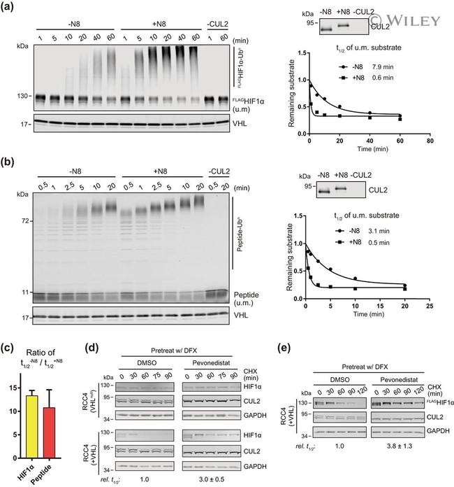 Cullin 2 Antibody in Western Blot (WB)