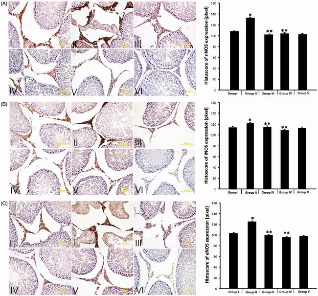 eNOS Antibody in Immunohistochemistry (IHC)