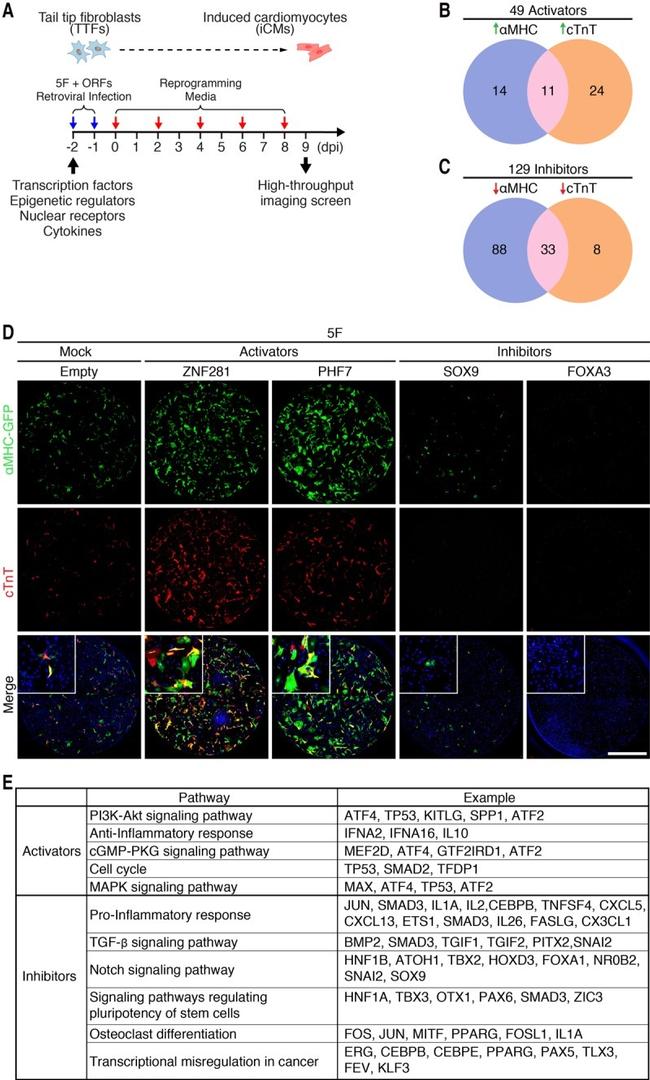 Cardiac Troponin T Antibody in Immunocytochemistry (ICC/IF)