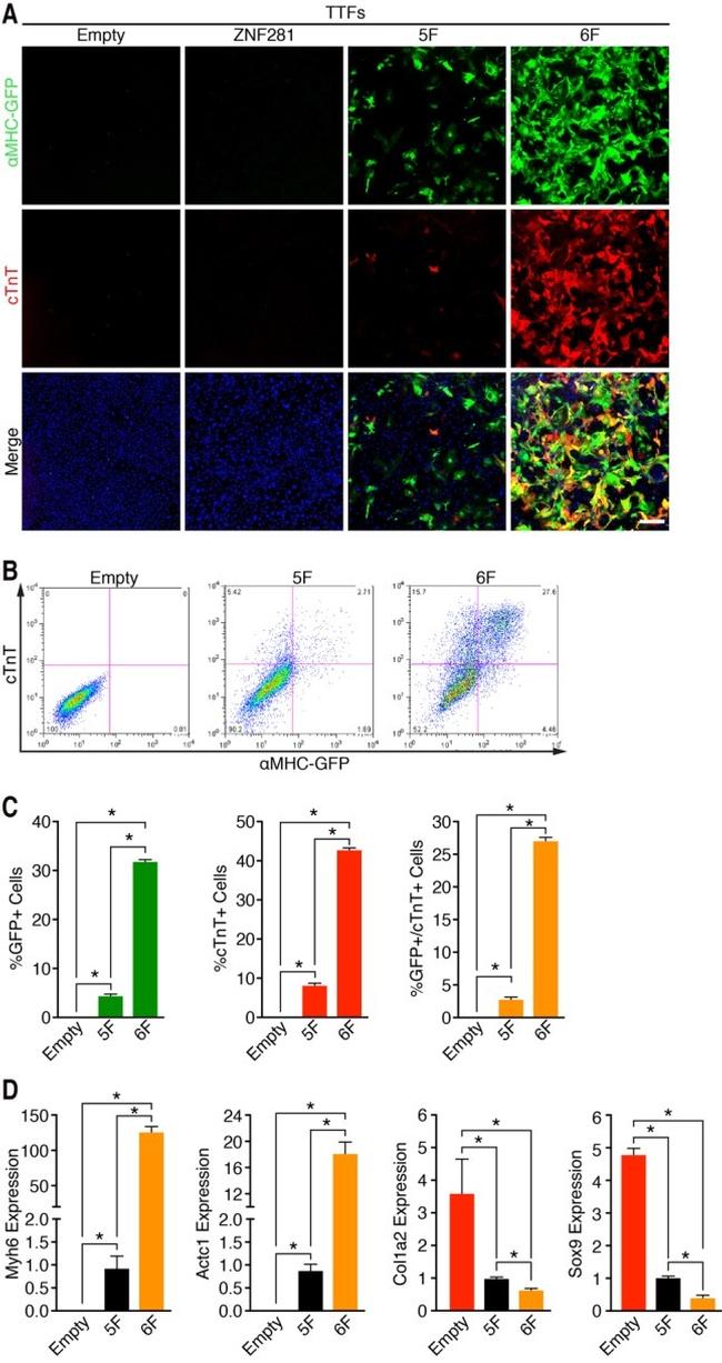 Cardiac Troponin T Antibody in Immunocytochemistry, Flow Cytometry (ICC/IF, Flow)