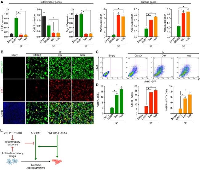 Cardiac Troponin T Antibody in Immunocytochemistry, Flow Cytometry (ICC/IF, Flow)