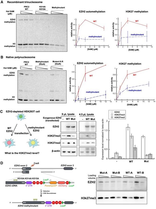 beta Actin Antibody in Western Blot (WB)