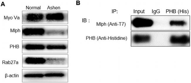 Prohibitin Antibody in Western Blot (WB)