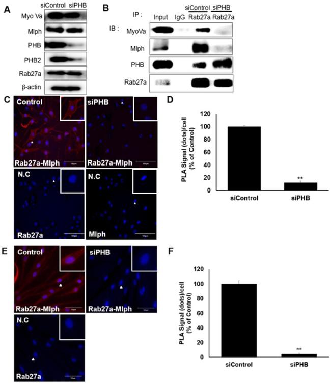 Prohibitin Antibody in Western Blot (WB)